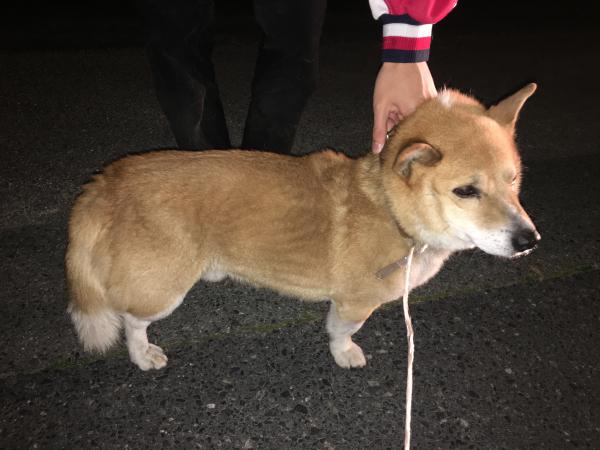 鳥取県湖山町でコーギー 雑種 を保護しました 迷子犬 保護犬の掲示板 迷い犬を探しています