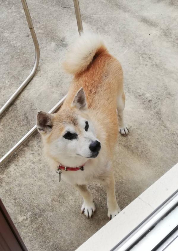 沖縄県西原町で柴犬が迷子です。｜迷子犬・保護犬の掲示板‐迷い犬を探しています