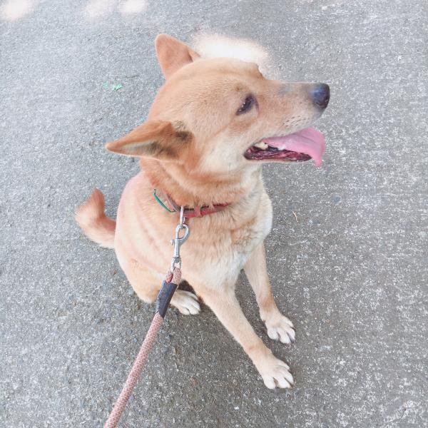 茨城県常総市で雑種が迷子です 迷子犬 保護犬の掲示板