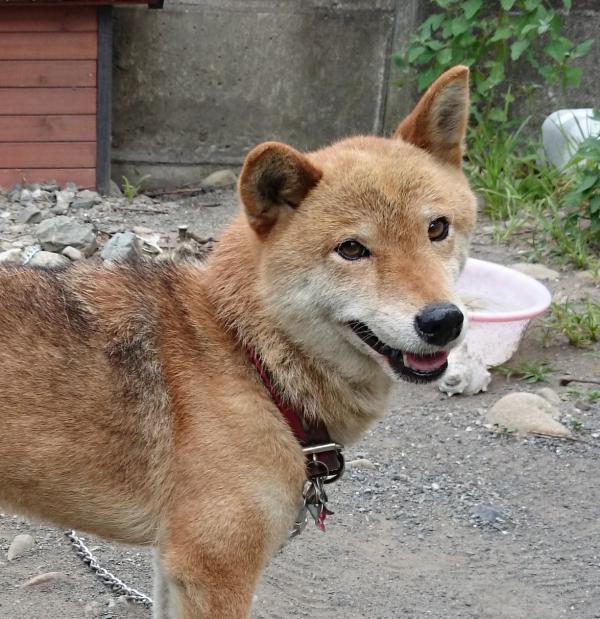 埼玉県秩父市で柴犬が迷子です 迷子犬 保護犬の掲示板 迷い犬を探しています