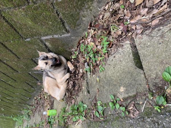 千葉県木更津市で雑種 シェパード を保護しました 迷子犬 保護犬の掲示板 迷い犬を探しています