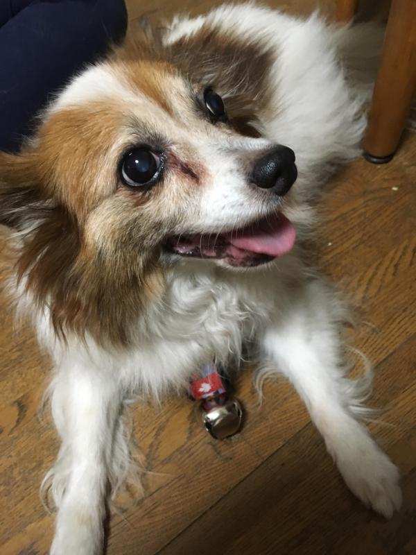 愛知県清須市でパピヨンが迷子です。｜迷子犬・保護犬の掲示板‐迷い犬を探しています