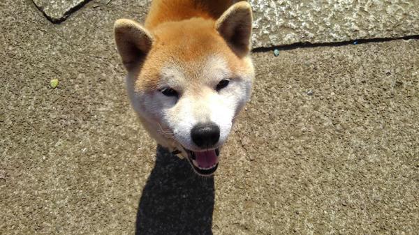 千葉県松戸市で柴犬が迷子です 迷子犬 保護犬の掲示板 迷い犬を探しています