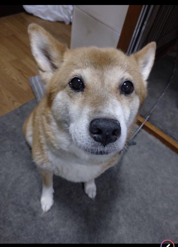 千葉県館山市で柴ミックスが迷子です 迷子犬 保護犬の掲示板 迷い犬を探しています