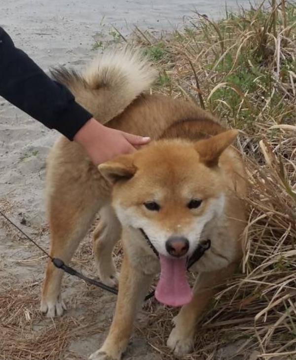 静岡県磐田市で柴犬が迷子です。｜迷子犬・保護犬の掲示板‐迷い犬を探しています