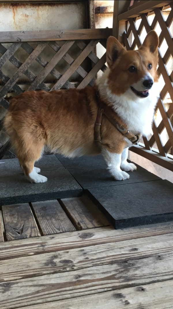 群馬県高崎市京目町でウェルシュコーギーペンブロークが迷子です 迷子犬 保護犬の掲示板 迷い犬を探しています