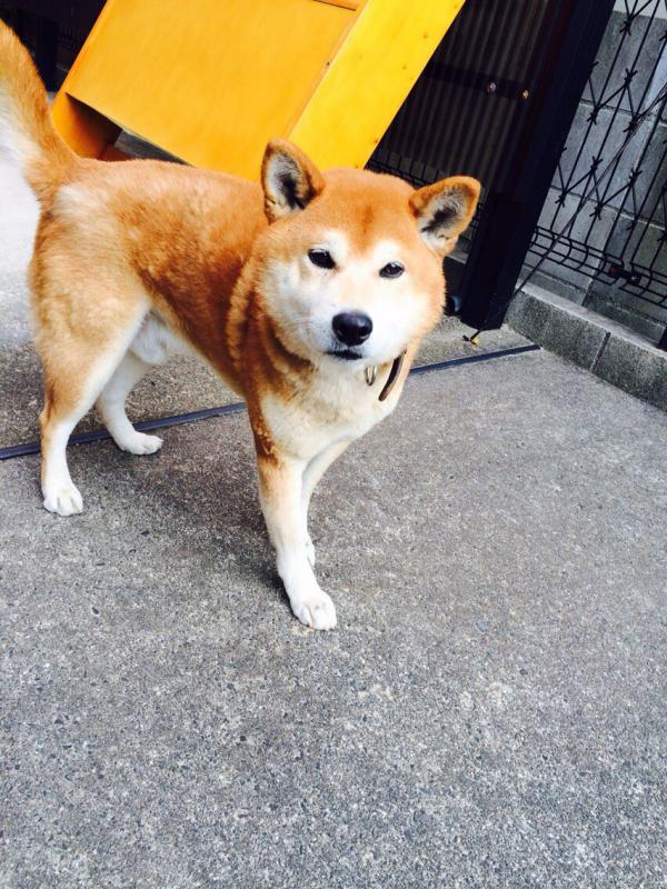 愛知県豊橋市で柴犬が迷子です 迷子犬 保護犬の掲示板 迷い犬を探しています