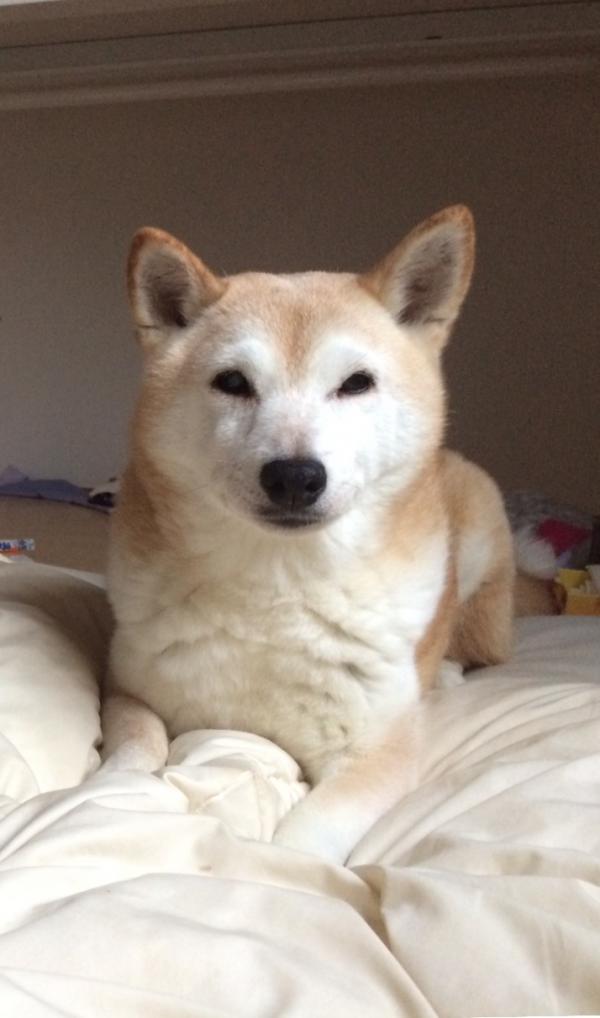 北海道帯広市広野町で柴犬が迷子です 迷子犬 保護犬の掲示板 迷い犬を探しています