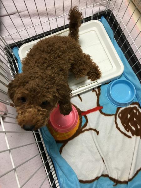 北海道室蘭市でトイプードルを保護しました 迷子犬 保護犬の掲示板