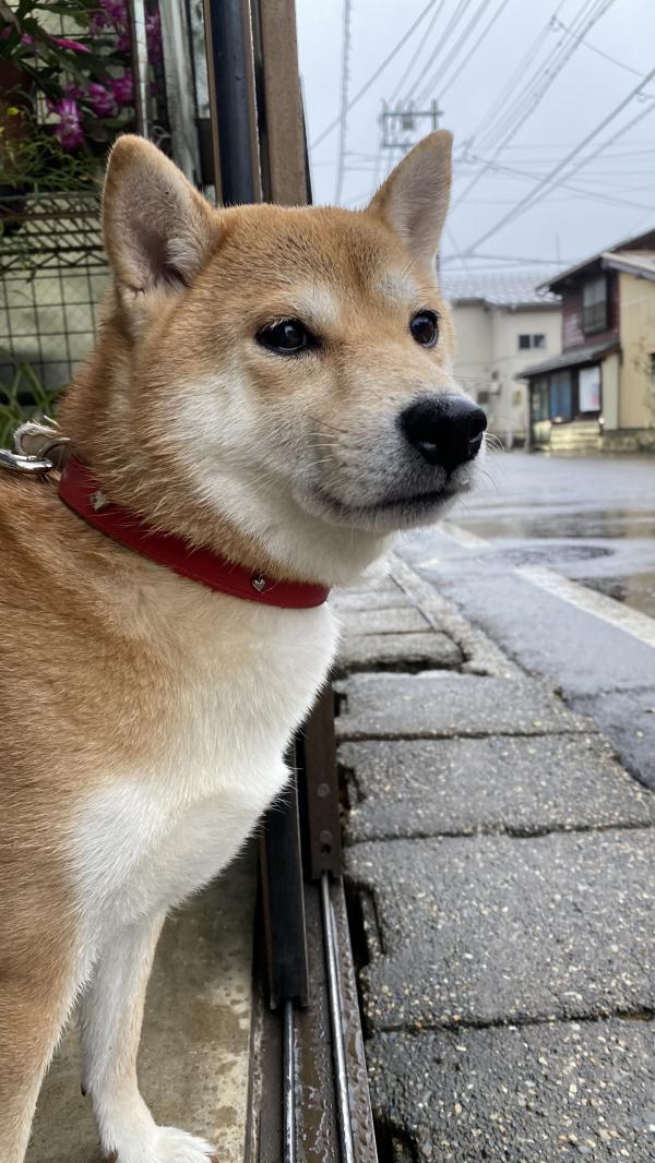 新潟県上越市で柴犬を保護しました。｜迷子犬・保護犬の掲示板