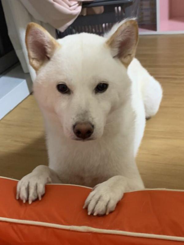 東京都東村山市栄町で柴犬が迷子です。｜迷子犬・保護犬の掲示板