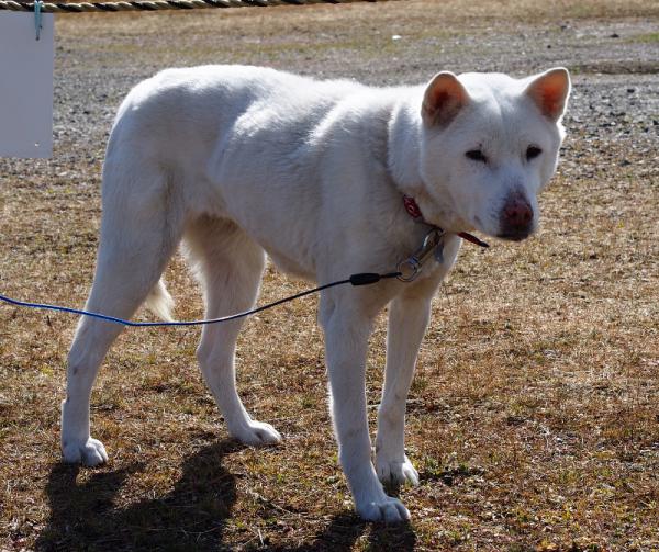 三重県四日市市で紀州犬風の雑種犬が迷子です 迷子犬 保護犬の掲示板 迷い犬を探しています