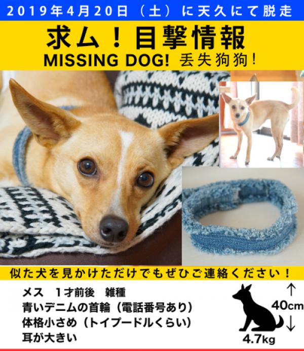 沖縄県那覇市で雑種が迷子です 迷子犬 保護犬の掲示板 迷い犬を探しています