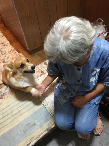 石川県金沢市木越のコーギーは解決しました 迷子犬 保護犬の掲示板