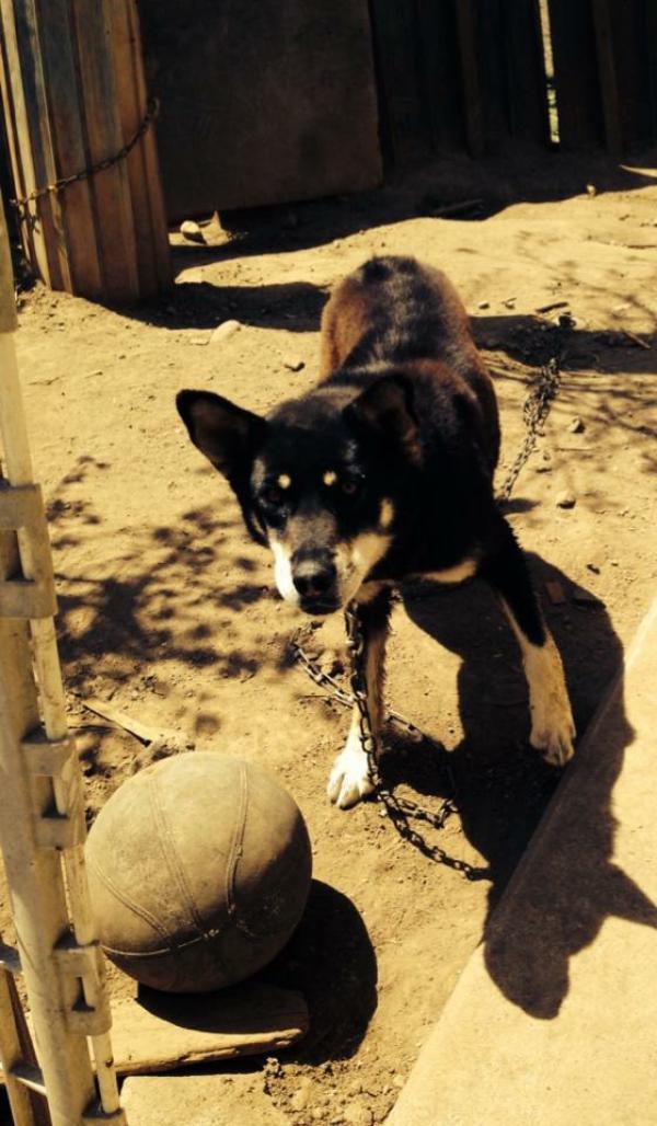 長野県佐久市で雑種が迷子です 迷子犬 保護犬の掲示板 迷い犬を探しています