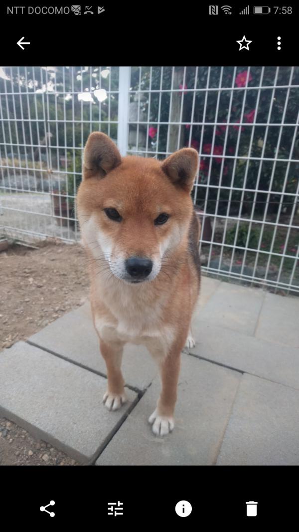 愛媛県松山市北条で柴犬が迷子です 迷子犬 保護犬の掲示板 迷い犬を探しています