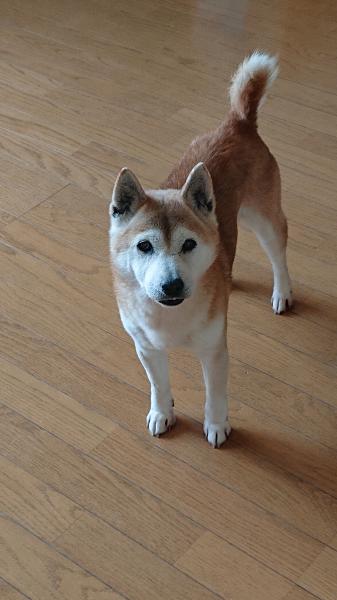 北海道旭川市で柴犬が迷子です 迷子犬 保護犬の掲示板
