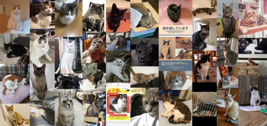 青森県｜迷子猫・保護猫の掲示板 【月間利用者10万人】