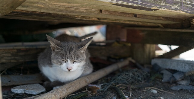 外 猫 帰っ て こない